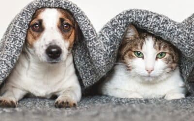 The Microchipping of Cats and Dogs (England) Regulations 2023