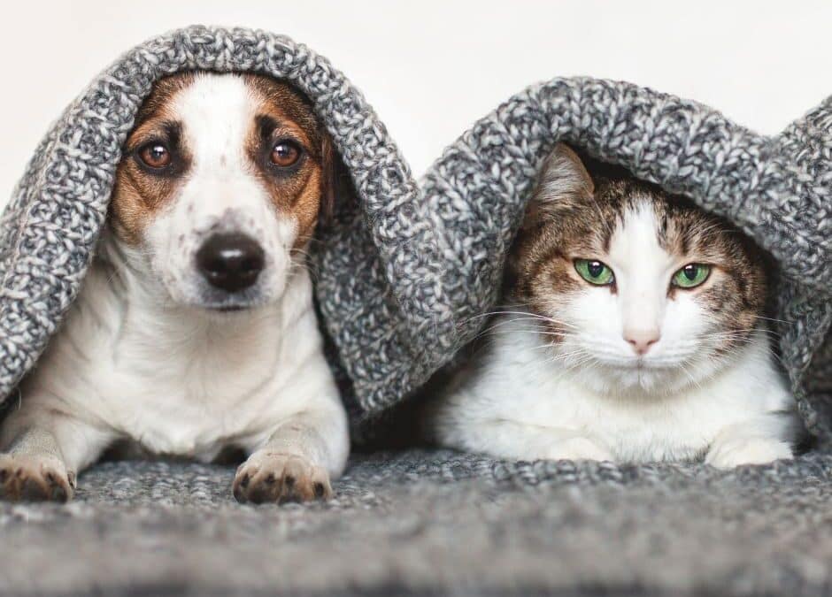 The Microchipping of Cats and Dogs (England) Regulations 2023