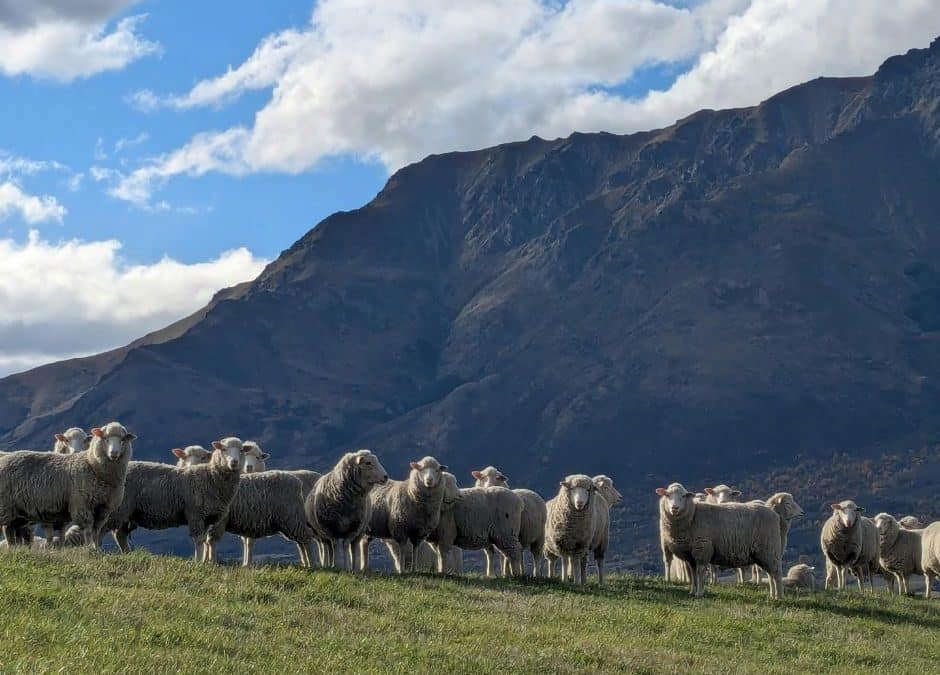 From Farm to Fairness: Understanding the 2025 Sheep Carcase Regulations